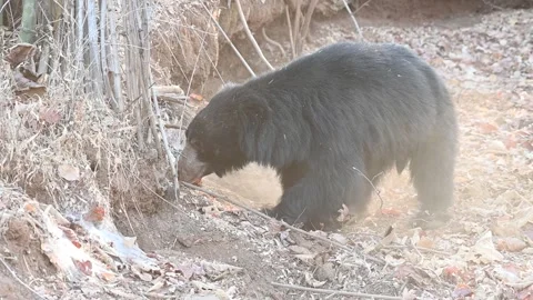 Sloth bear digging the ground in the summer heat of Tadoba national park Video stock 307842549