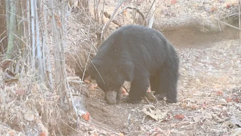 Sloth bear digging at the ground in Tadoba national park for food Video stock 307842682