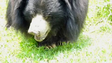 The sloth bear 스톡 동영상 77635547