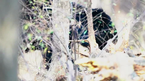 Sloth Bear Foraging In Dense Indian Jungle During Golden Hour Vidéo 335994144