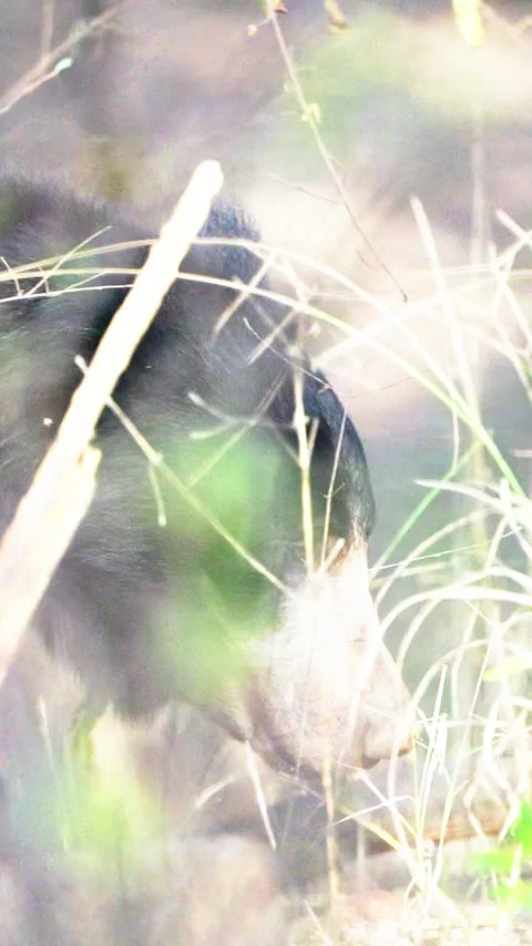 Sloth Bear Foraging In Tall Grass At Indian Wildlife Sanctuary Stock Footage 341915262