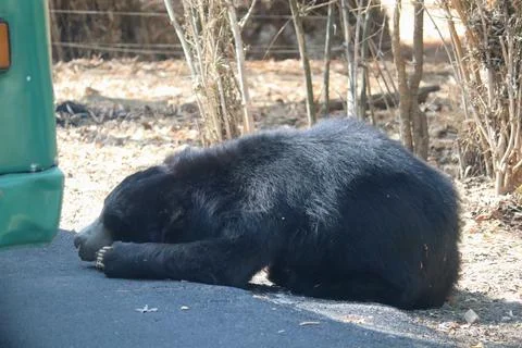 A sloth bear lying down and resting on the ground inside a zoo Stock Photos