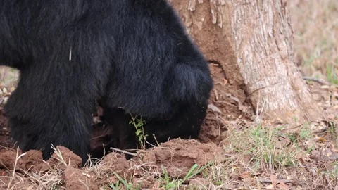Sloth Bear (melursus ursinus) Digging in search of termites to eat Video stock 282788638