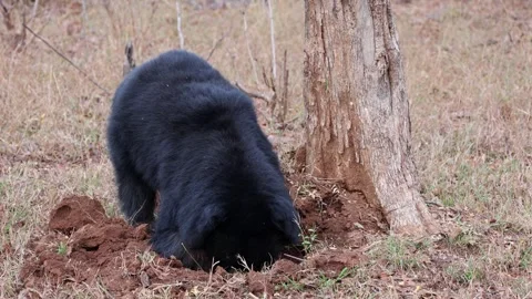 Sloth Bear (melursus ursinus) Digging in search of termites to eat Video stock 282788643
