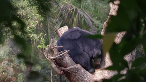Sloth bear Melursus ursinus sitting on a tree in India FullHD 1080p Stock Footage 138092190