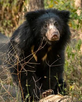 Sloth bear or Melursus ursinus portrait in natural green background Stock Photos