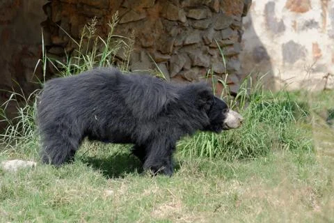 Sloth bear Foto stock