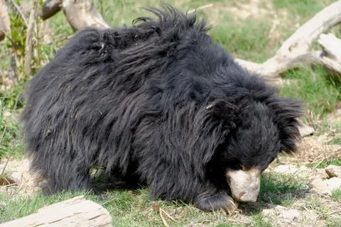 Sloth bear Stock Photos