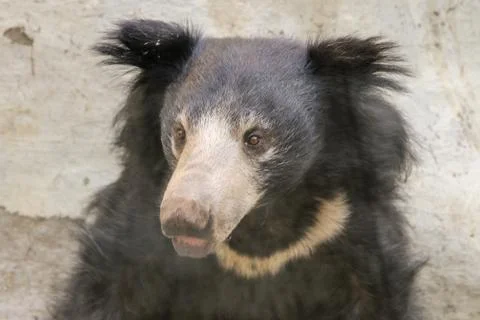 Sloth bear Stock Photos