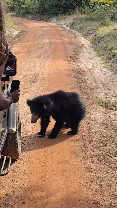 Sloth Bear Pops Tires Of Tour Truck, Yala National park, Sri Lanka - 19 Jun 2025 Stock-Footage 311896985