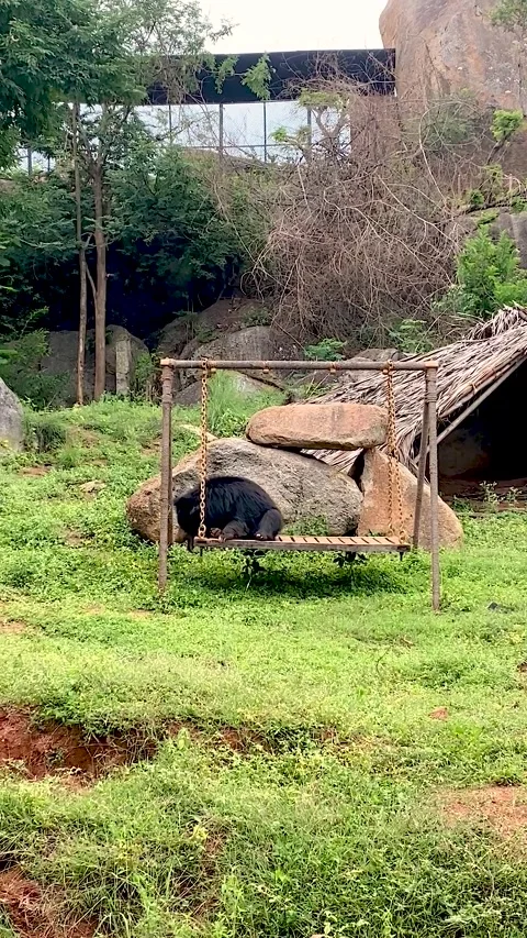 Sloth Bear Relaxing and Swinging in a Zoo with a baby bear walking around Stock Footage 311052004