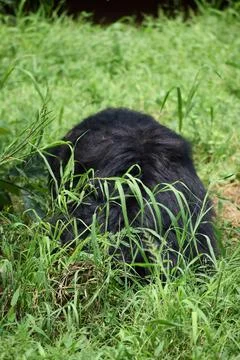 Sloth bear resting in green grass Stock Photos