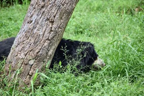 Sloth bear resting in green grass Stock Photos