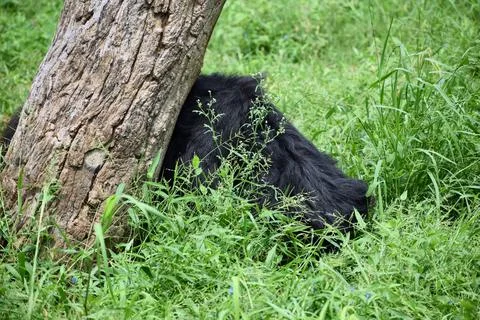 Sloth bear resting in green grass Stock Photos