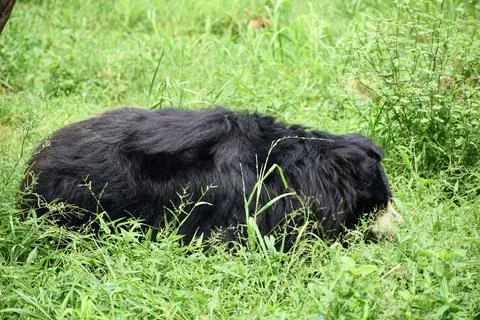 Sloth bear resting in green grass Stock Photos