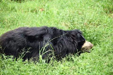 Sloth bear resting in green grass Stock Photos