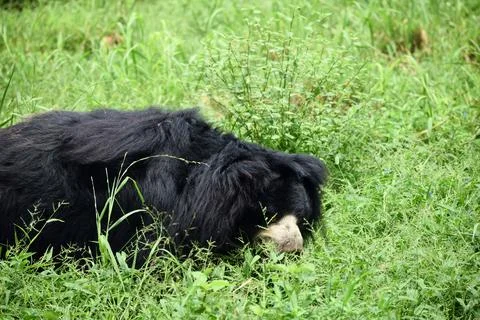 Sloth bear resting in green grass Stock Photos