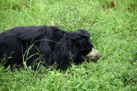 Sloth bear resting in green grass Stock Photos