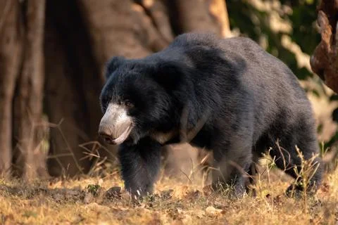 Sloth bear roaming in the forest Stock Photos