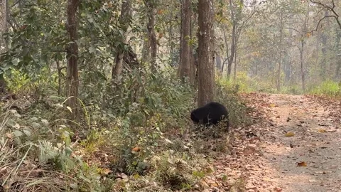 Sloth bear scratching its back against a tree in the forest of Chitwan National Stock Footage 312362379