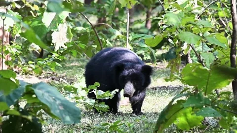 Sloth bear simply standing in the clearing in Bandhavgarh national park 스톡 동영상 255366615