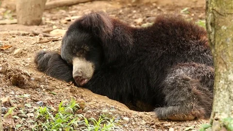 Sloth bear sleeping Stock-Footage 83677195