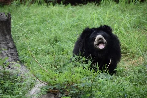 Sloth bear standing near a tree stump in a green habitat. Stock Photos