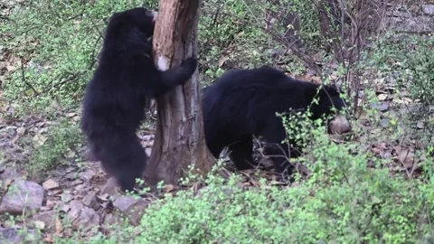 Sloth bear suddenly climbs a tree in Ranthambore national park Stock Footage 334555818