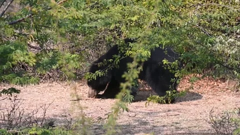 Sloth bear tucked away behind bushes, in the dense forest Video stock 237100703