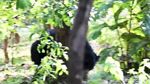 Sloth bear walking across beyond the foliage in Bandhavgarh national park Video stock 255366685