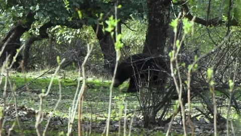 Sloth bear walking behind the bushes Stock Footage 204118734