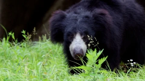Sloth bear walking Stock Footage 91152229