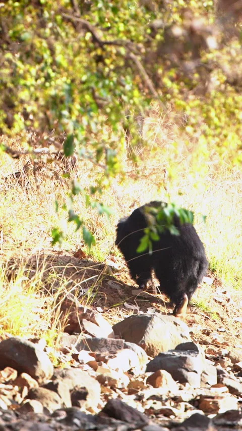 Sloth Bear Walking Through Dry Forest Terrain In India Stock Footage 341915213
