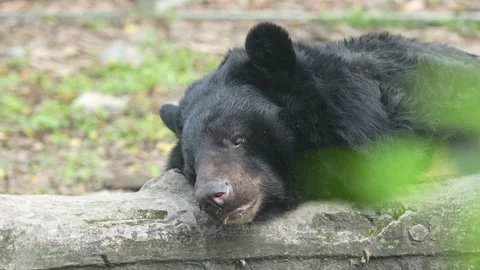 The Sloth Bear in the zoo. Stock Footage 328849804