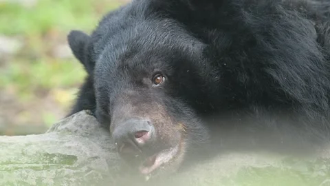 The Sloth Bear in the zoo. Stock Footage 328850682