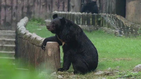 The Sloth Bear in the zoo. Stock Footage 329085768