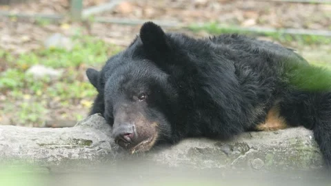 The Sloth Bear in the zoo. Stock Footage 329085907