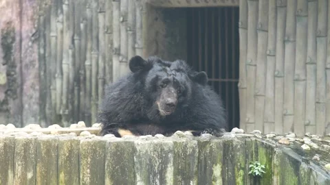 The Sloth Bear in the zoo. Stock Footage 329085921