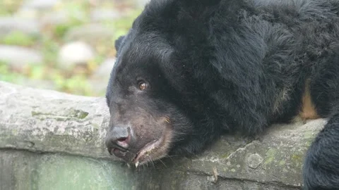 The Sloth Bear in the zoo. Stock Footage 329616704