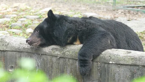 The Sloth Bear in the zoo. Stock Footage 329624703