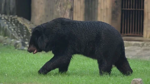 The Sloth Bear in the zoo. Stock Footage 329628732