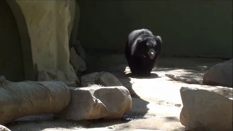Sloth Bear at Zoo Walking Around Видео 76003025