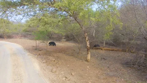 Sloth Bears at Ranthambore forest of Rajasthan Stock Footage 151503171