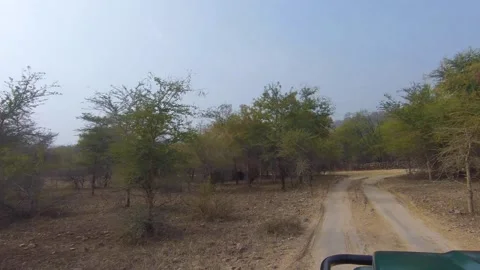 Sloth bears seen during bumpy jeep safari at Ranthambore, Rajasthan Stock Footage 151503153