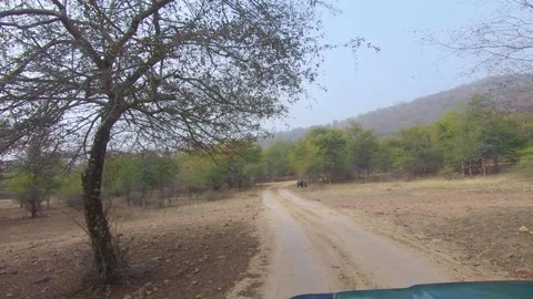 Sloth bears walking in the distance at Ranthambore forest of Rajasthan 스톡 동영상 151502967
