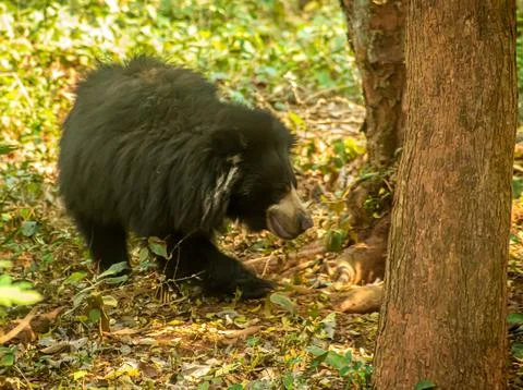 Sloth black bear in the forest Stock Photos