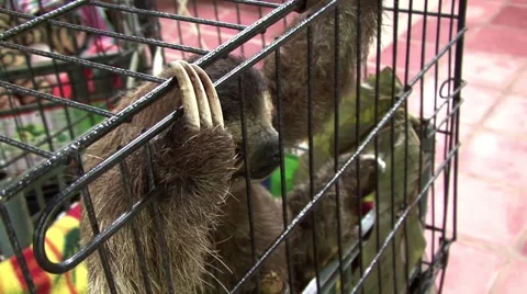 Sloth in a cage Video stock 44982436