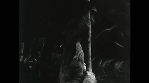 Sloth Climbing 1945 Stock Footage 217986143