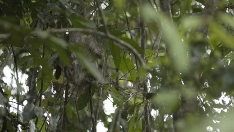 SLOTH CLIMBING DOWN VINE | EXT | 2398 | 4K Stock Footage 105174300