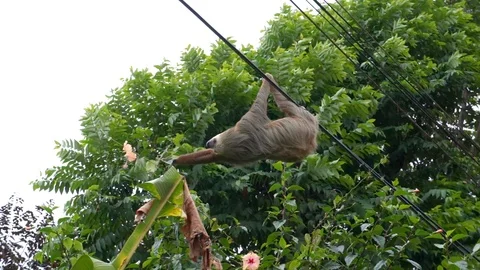 Sloth Climbing on Power Lines Stock Footage 121389584